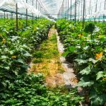 ASFA | serres agricoles modernes