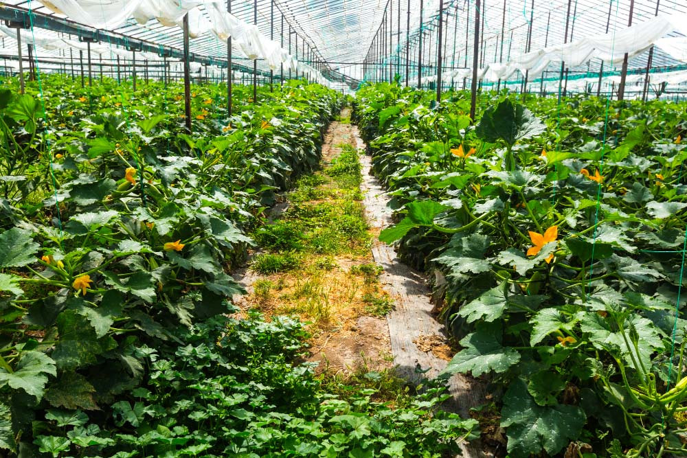 ASFA | serres agricoles modernes