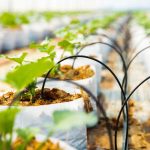 ASFA | serres agricoles modernes | système d'irrigation agricole durable | irrigation de précision Afrique